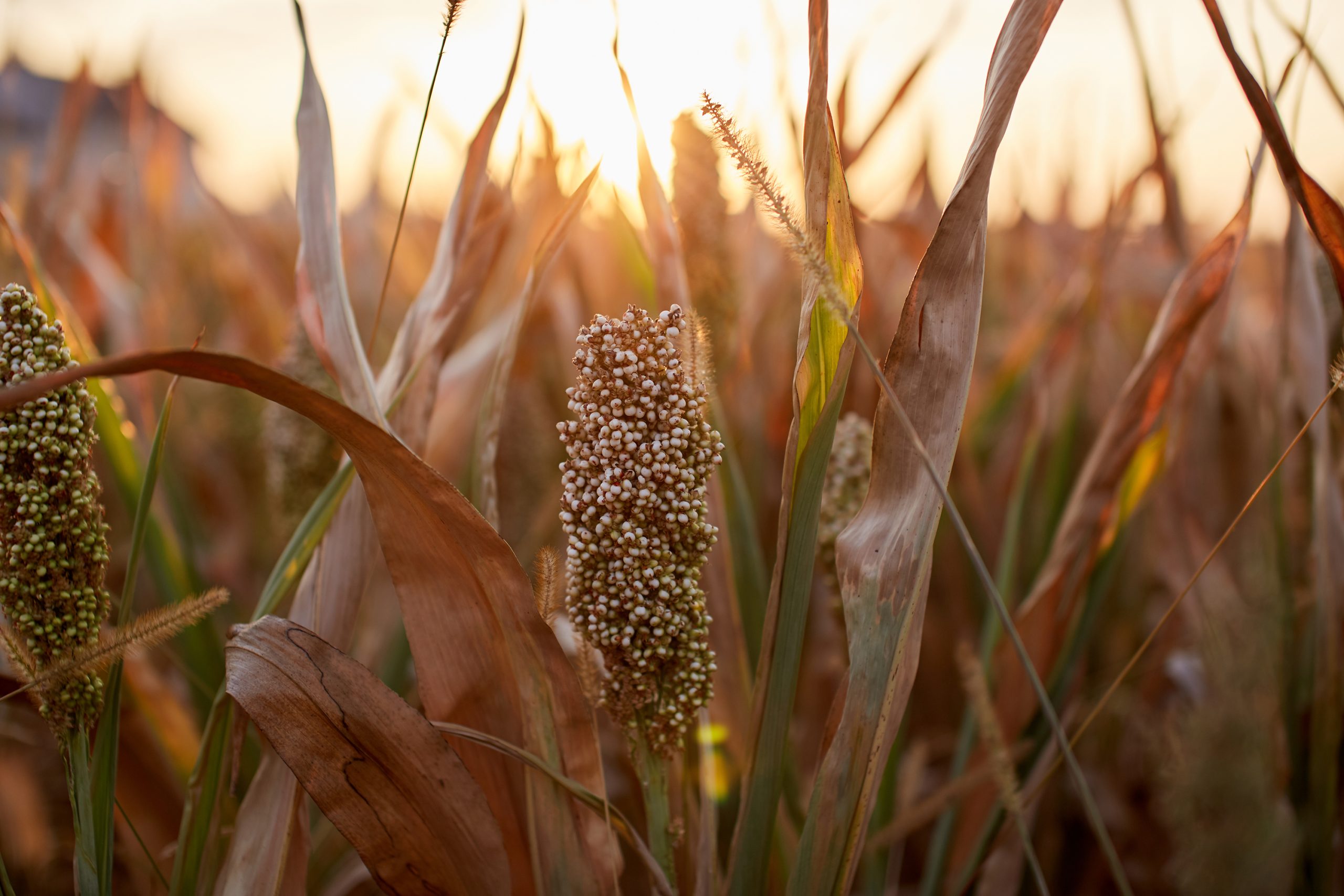 Ripe,Sorghum,Swing,In,A,Field,At,Sunset.,Selective,Focus